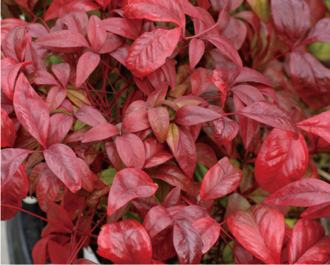 オタフクナンテン